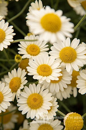 RMEN BARVÍŘSKÝ – ANTHEMIS TINCTORIA SAUCE HALLANDAISE