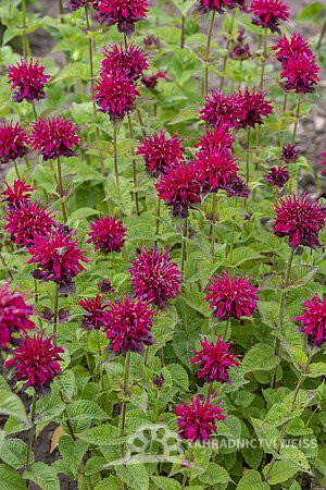 MONARDA "DIDYMA FIREBALL"