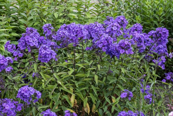 PHLOX PANICULATA BLUE PARADISE