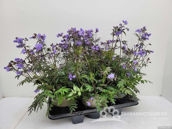 JIRNICE - POLEMONIUM HEAVEN SCENT