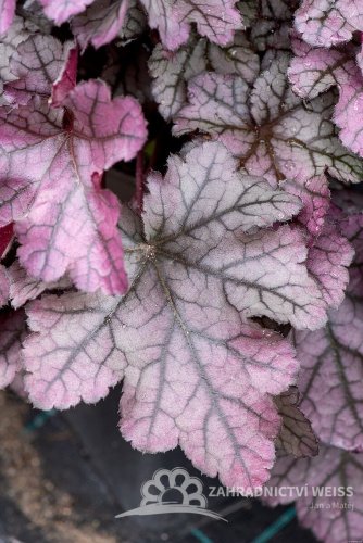 HEUCHERA REX SILVER
