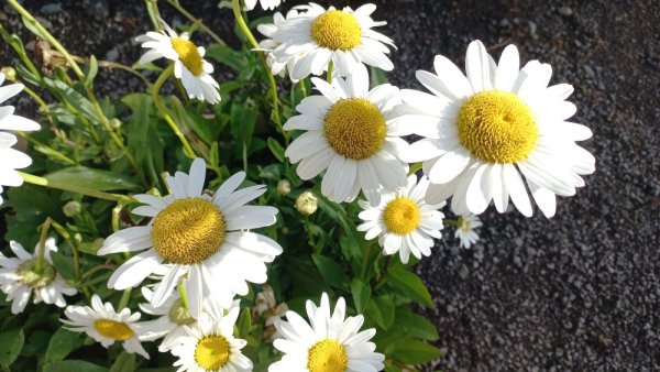 KOPRETINA - LEUCANTHEMUM VULGARE MAIKÖNIGIN