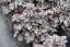HEUCHERA WORLD CAFFE CORRETTO