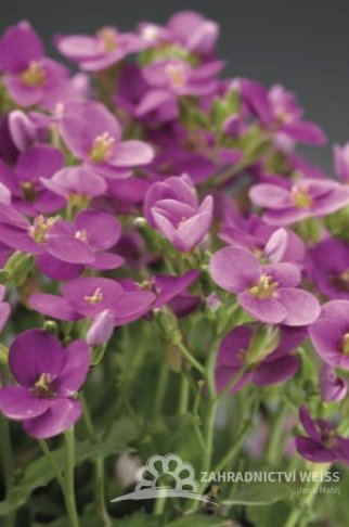 HUSENÍK - ARABIS BLEPHAROPHYLLA "DEEP ROSE "