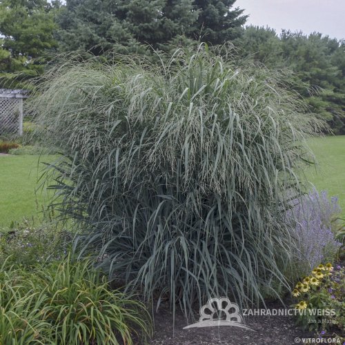 PROSO PRUTNATÉ –  PANICUM VIRGATUM BLUE FOUNTAIN
