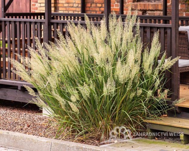 TŘTINA CHLOUPKATÁ - CALAMAGROSTIS BRACHYTRICHA