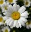 KOPRETINA - LEUCANTHEMUM WESTERN STAR LEO
