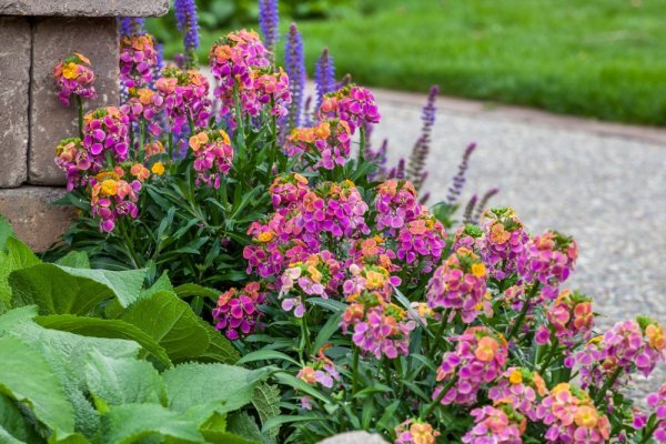 ERYSIMUM ERYSISTIBLE TRICOLOR