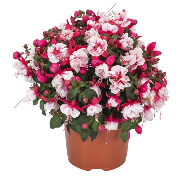 FUCHSIE - FUCHSIA BALLERINA ARABESQUE