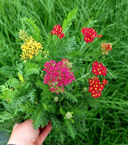 ACHILLEA MILLEFOLIUM MILLY ROCK ® MIXMASTERS  DANCE