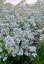 GYPSOPHILA BÍLÁ - NEVĚSTÍN ZÁVOJ  -NÍZKÝ