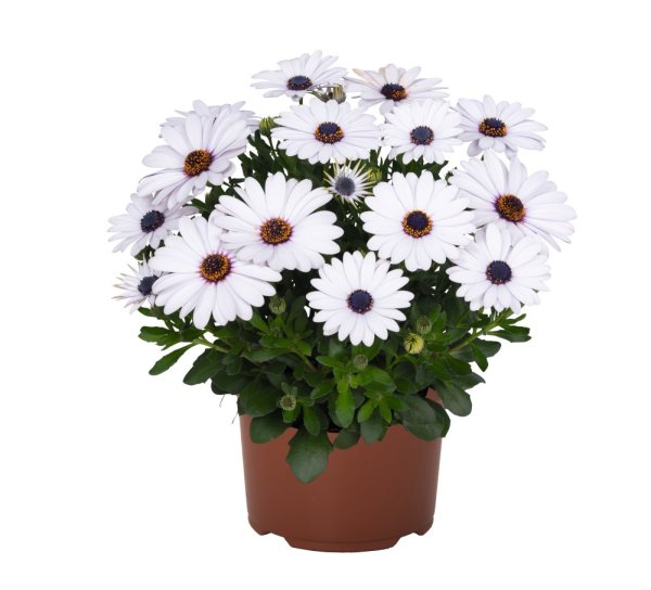 OSTEOSPERMUM BÍLE - MARGARITA WHITE