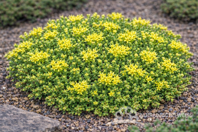 SEDUM ACRE YELLOW