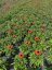 ECHINACEA SUNMAGIC VINTAGE ORANGE