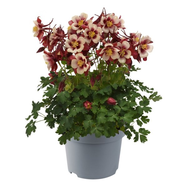 ORLÍČEK – AQUILEGIA CAERULEA EARLYBIRD RED WHITE