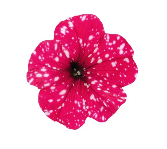 PETUNIE - PETUNIA SUPRISE „ SPARKLING RED“