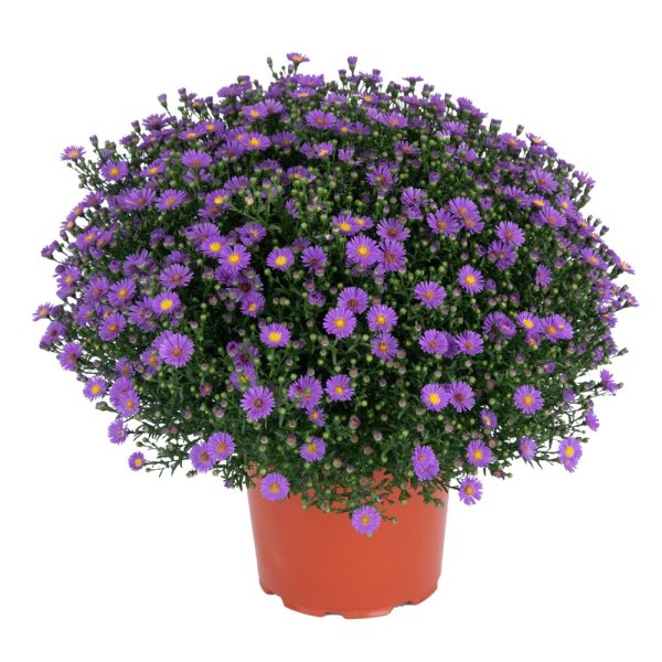 ASTRA PODZIMNÍ - ASTER BELIEVER PURPLE