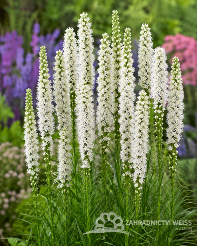 ŠUŠKARDA - LIATRIS SPICATA FLORISTAN WHITE