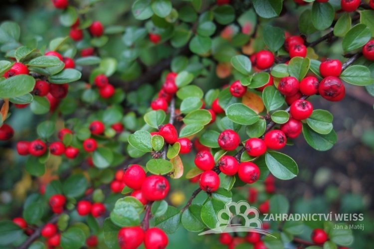 SKALNÍK  - COTONEASTER CORAL BEAUTY