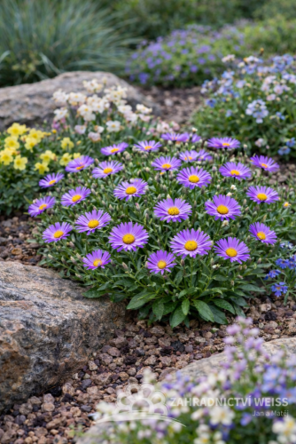 ASTRA - ASTER ALPINUS  - VIOLET