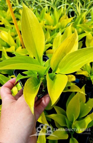 HOSTA HYBRID. STAINED GLASS