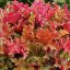 HEUCHERA MARLMALADE