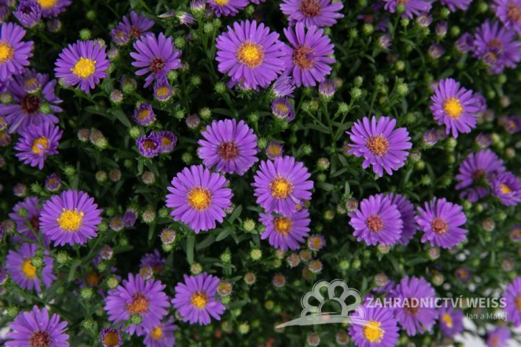 ASTRA PODZIMNÍ - ASTER BELIEVER PURPLE