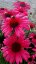 ECHINACEA SENSATION WILD ROMANCE