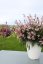 GAURA LINDHEIMERI - GRACEFUL LIGHT PINK