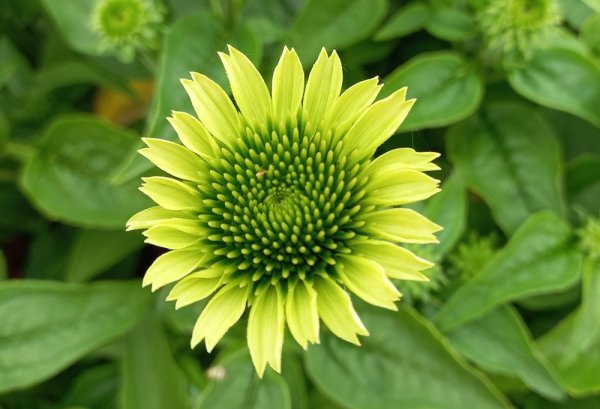 ECHINACEA PUR. PRAIRIE BLAZEGREEN