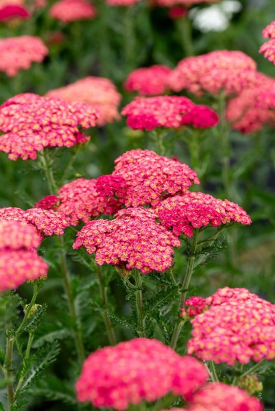 ACHILLEA MILLEFOLIUM SASSY SUMMER TAFFY