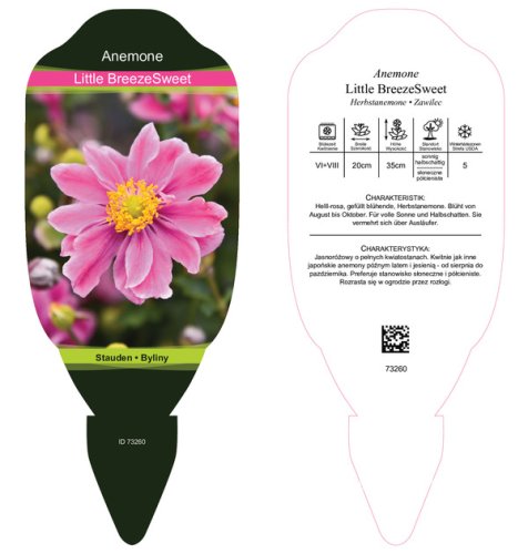 ANEMONE – LITTLE BREEZE SWEET