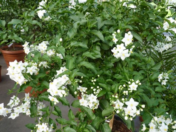 SOLANUM JASMINOIDES - LILEK JASMÍNOKVĚTÝ