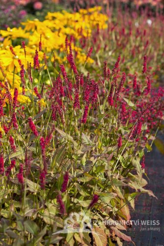 PERSICARIA AMPLEXICAULIS DARK RED - RDESNO