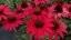 ECHINACEA GLOWING DREAM