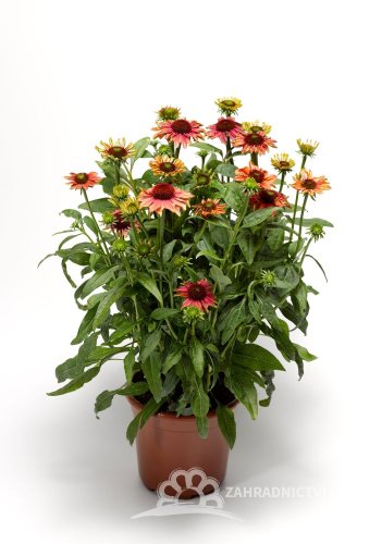 ECHINACEA PURPUREA PRAIRIE BLAZE ORANGE SUNSET