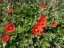 MOCHNA ČERVENÁ - POTENTILLA ATROSANGUINE RED