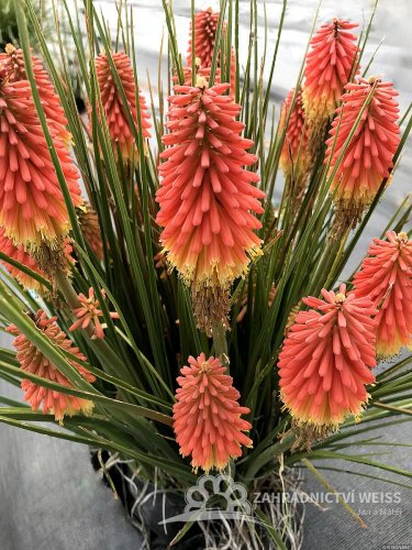 KLEOPATŘINA JEHLA - KNIPHOFIA ROCKET JR