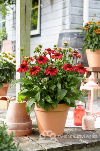 ECHINACEA PURP. SOMBRERO® SALSA RED