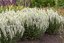 ŠALVĚJ HAJNÍ - SALVIA NEM. SENSATION WHITE