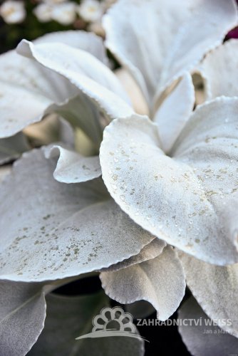 STARČEK - SENECIO CANDIDANS – ANGEL WINGS