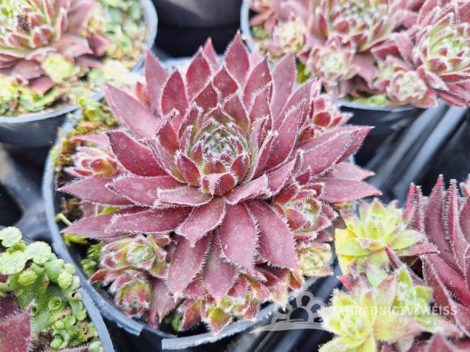 NETŘESK - SEMPERVIVUM HYB. CORSAIR