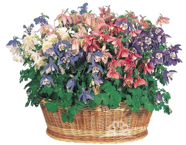 ORLÍČEK – AQUILEGIA CAERULEA SPRING MAGIC ® F1 MIX