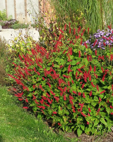 RDESNO – PERSICARIA AMPLEXICAULIS JS CALIENTE