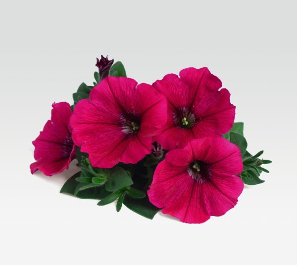 PETÚNIE - PETUNIA POTUNIA NEON
