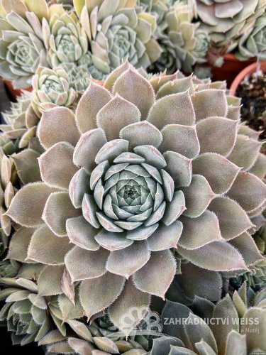 NETŘESK - SEMPERVIVUM HYBRIDUM AQUILA