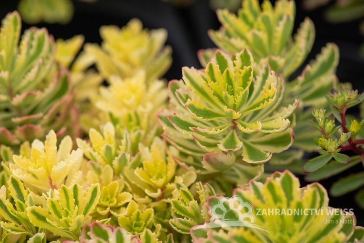 SEDUM KAMTSCHATICUM THE EDGE