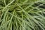 CAREX OSHIMENSIS MOONLIGHT