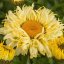 KOPRETINA - LEUCANTHEMUM "GOLDFINCH" ®