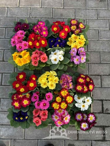 BEDÝNKA PLNÁ PRIMULÍ